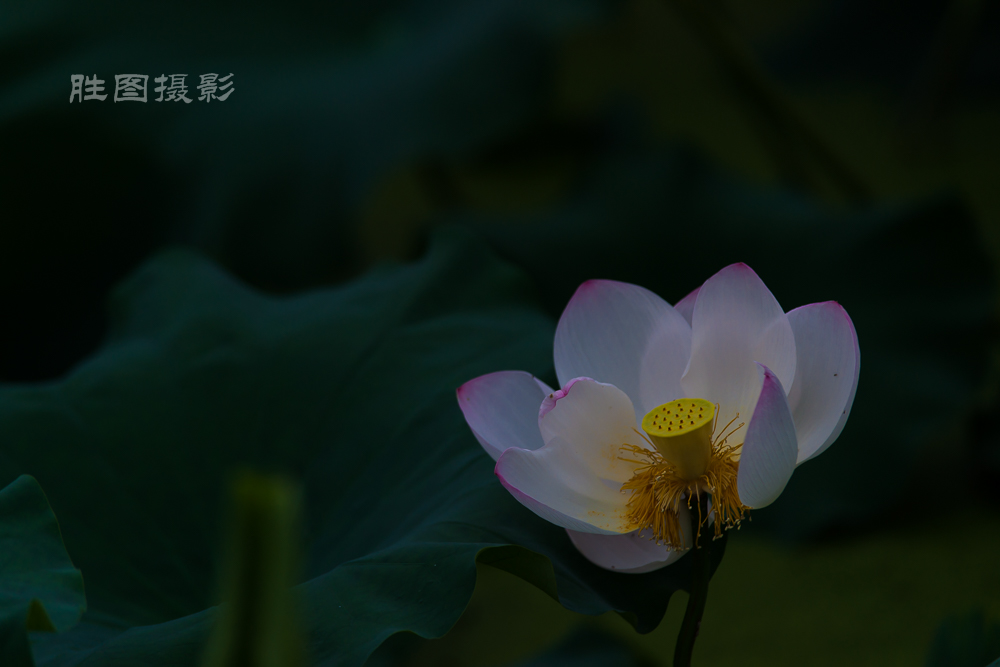 启秀园20150702200 mm1-800 秒 (