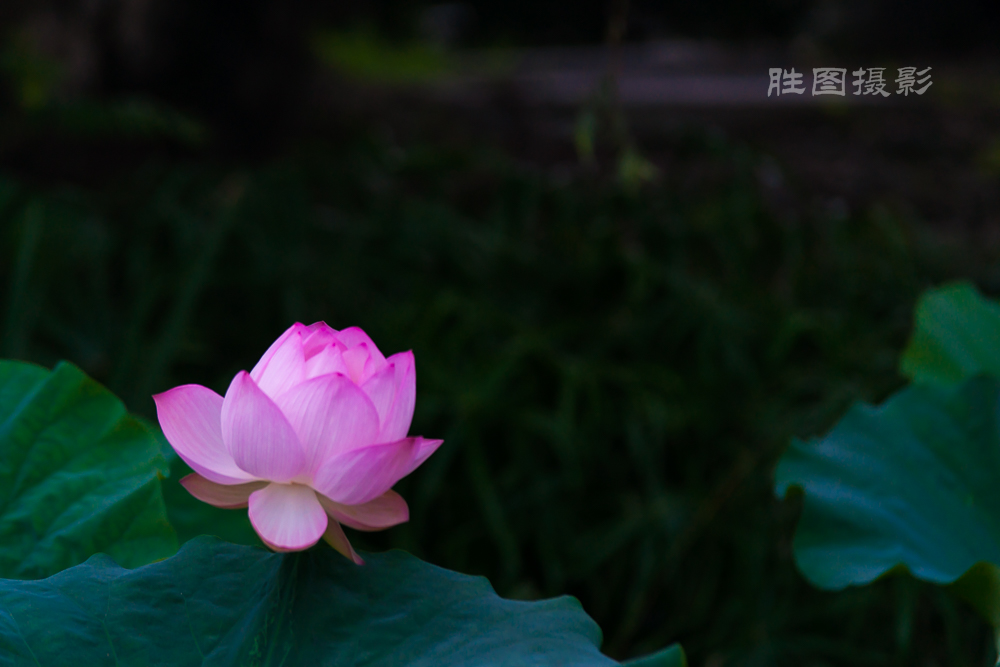 启秀园20150702200 mm1-800 秒 (