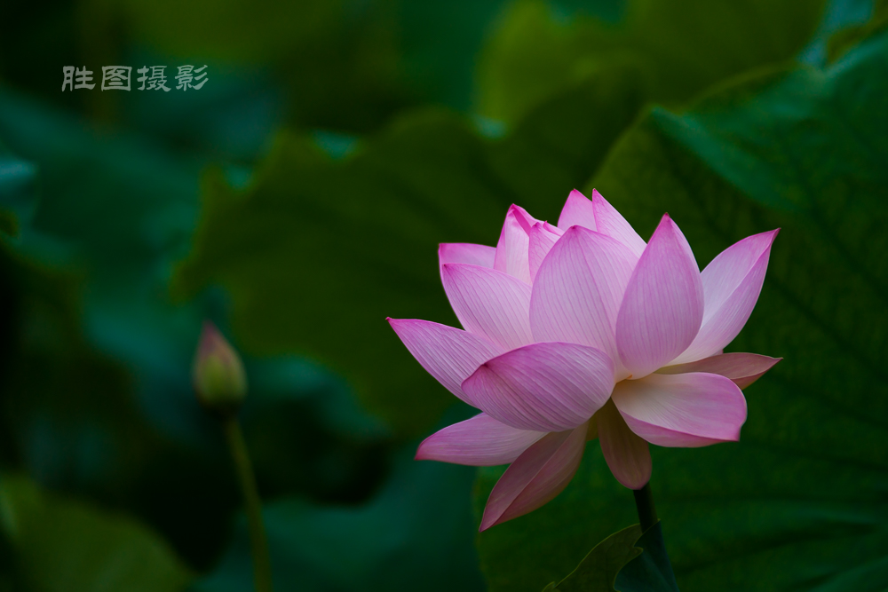 启秀园20150702200 mm1-1000 秒 (