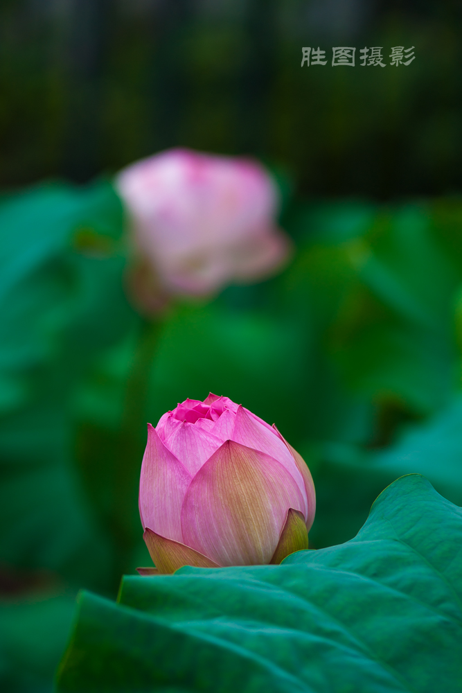 启秀园20150702180 mm1-80 秒 (