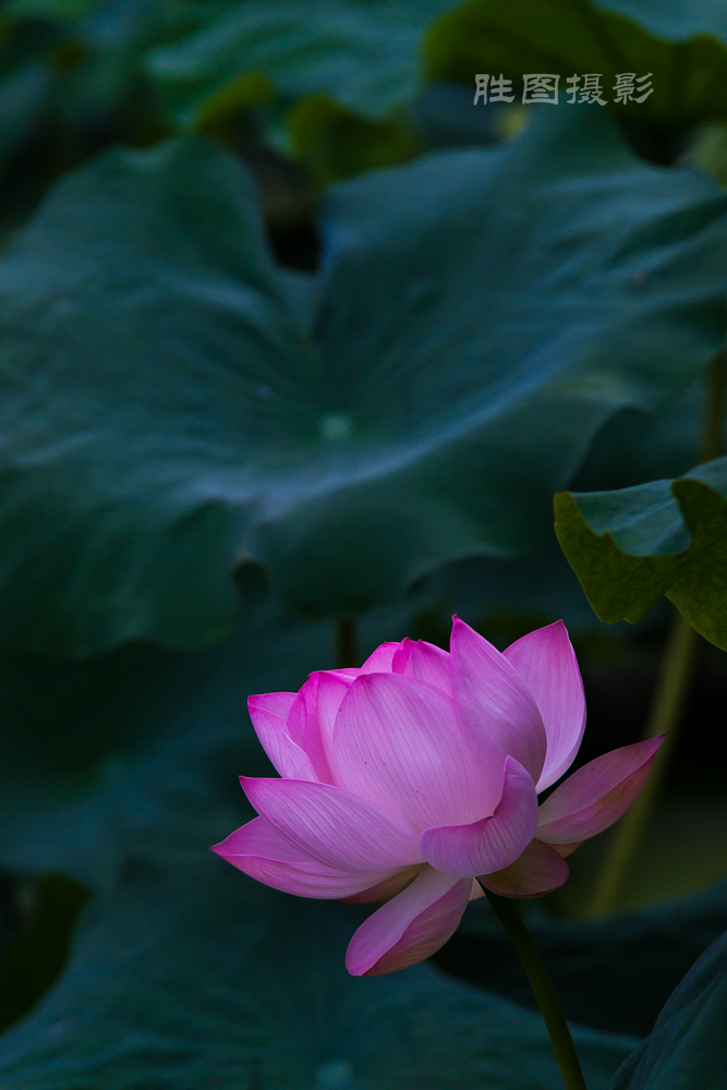 启秀园20150702200 mm1-500 秒 (