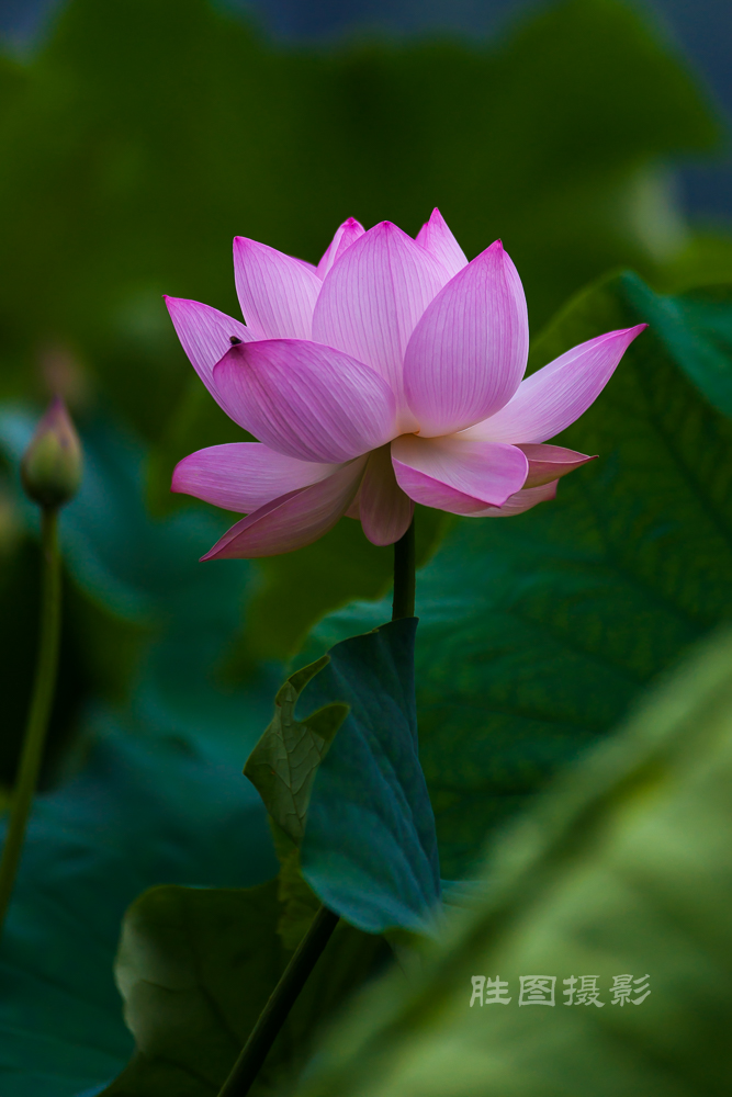 启秀园20150702200 mm1-1000 秒 (