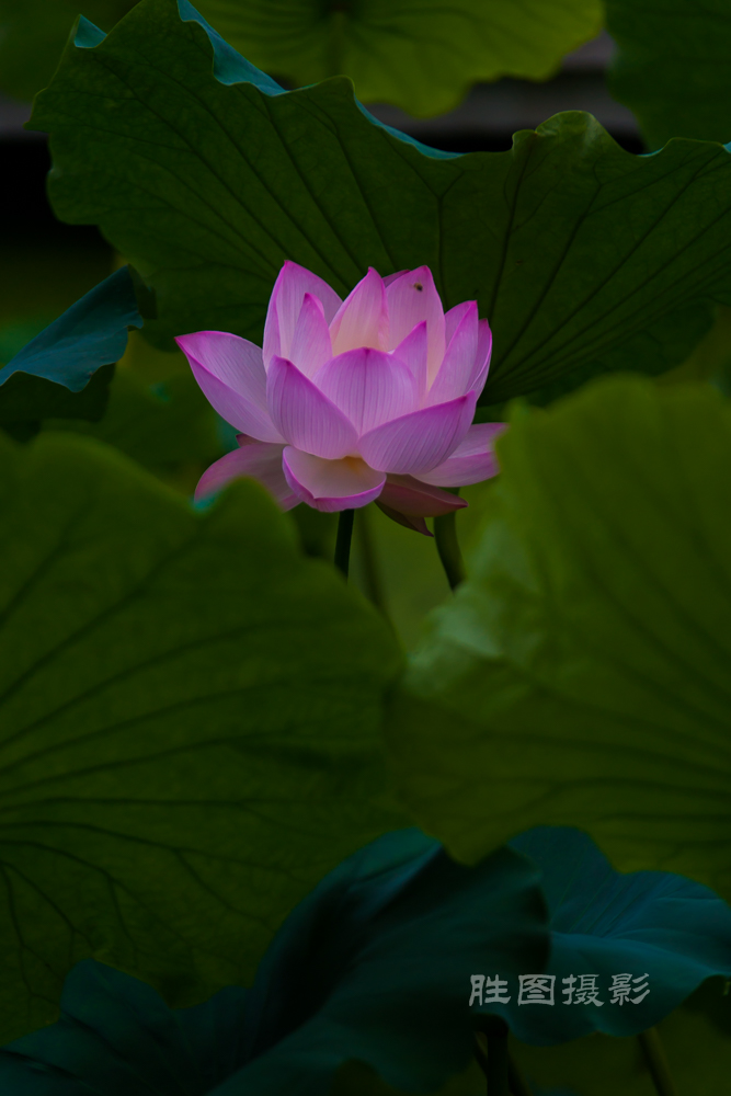 启秀园20150702200 mm1-1000 秒 (