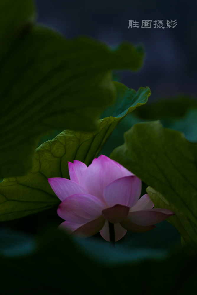 启秀园20150702200 mm1-1250 秒 (