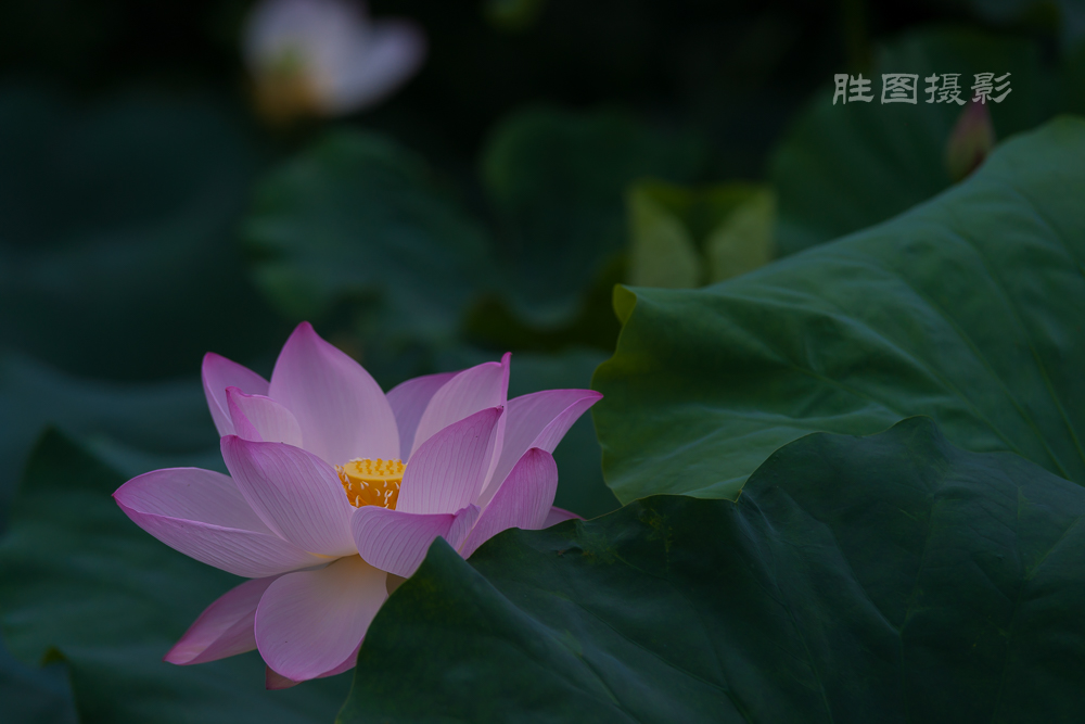 启秀园荷花20150703150 mm1-800 秒 (