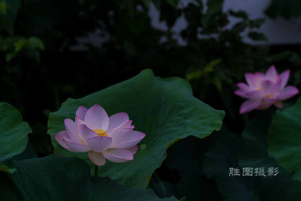 启秀园荷花20150703130 mm1-800 秒 (