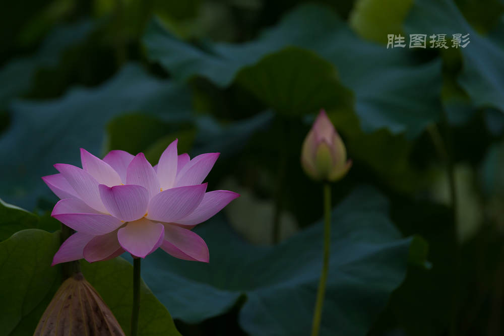 启秀园荷花20150703150 mm1-800 秒 (