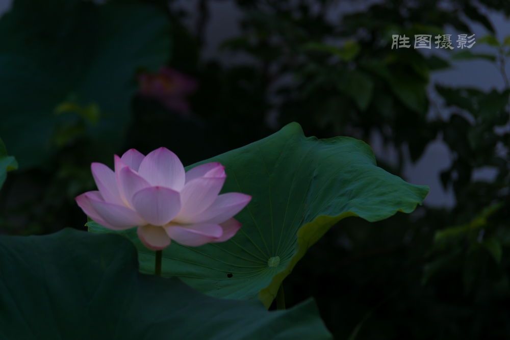 启秀园荷花20150703150 mm1-800 秒 (