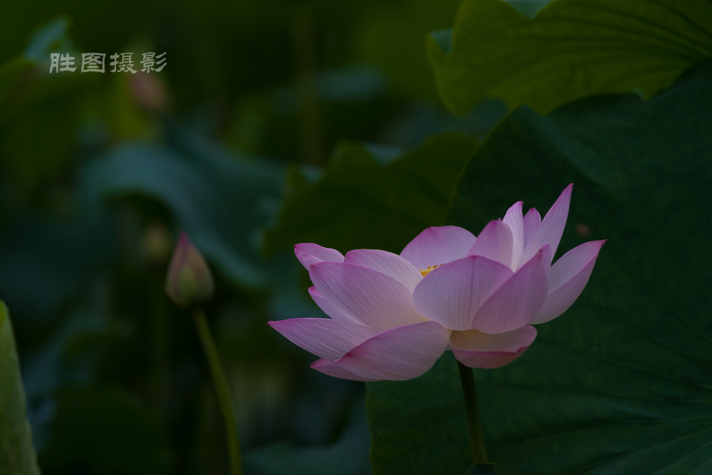 启秀园荷花20150703160 mm1-800 秒 (