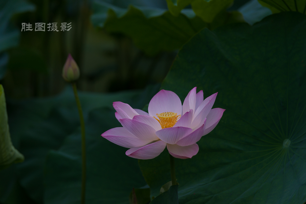启秀园荷花20150703160 mm1-800 秒 (