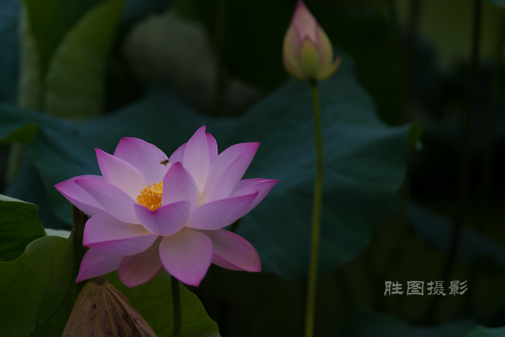 启秀园荷花20150703160 mm1-800 秒 (