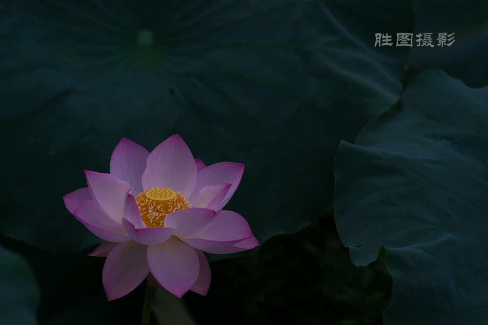 启秀园荷花20150703160 mm1-800 秒 (