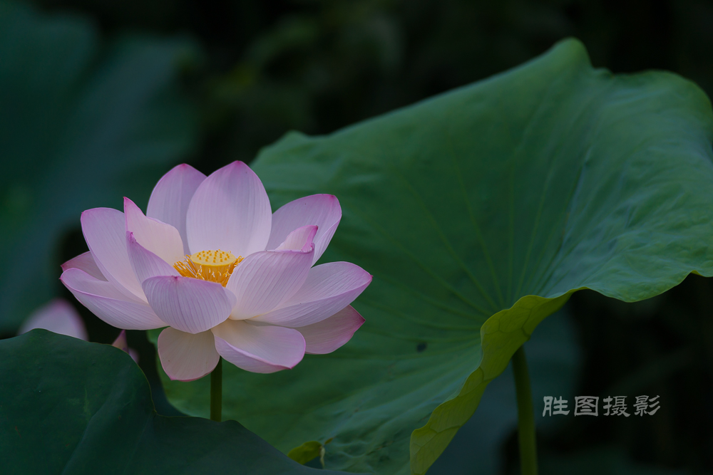 启秀园荷花20150703200 mm1-800 秒 (