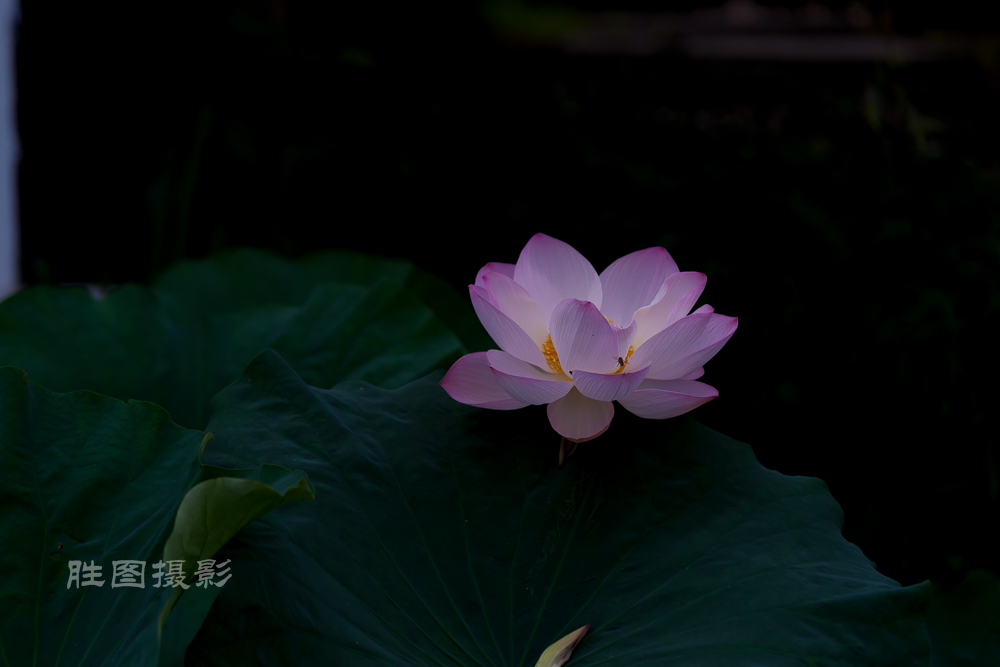 启秀园荷花20150703160 mm1-800 秒 (