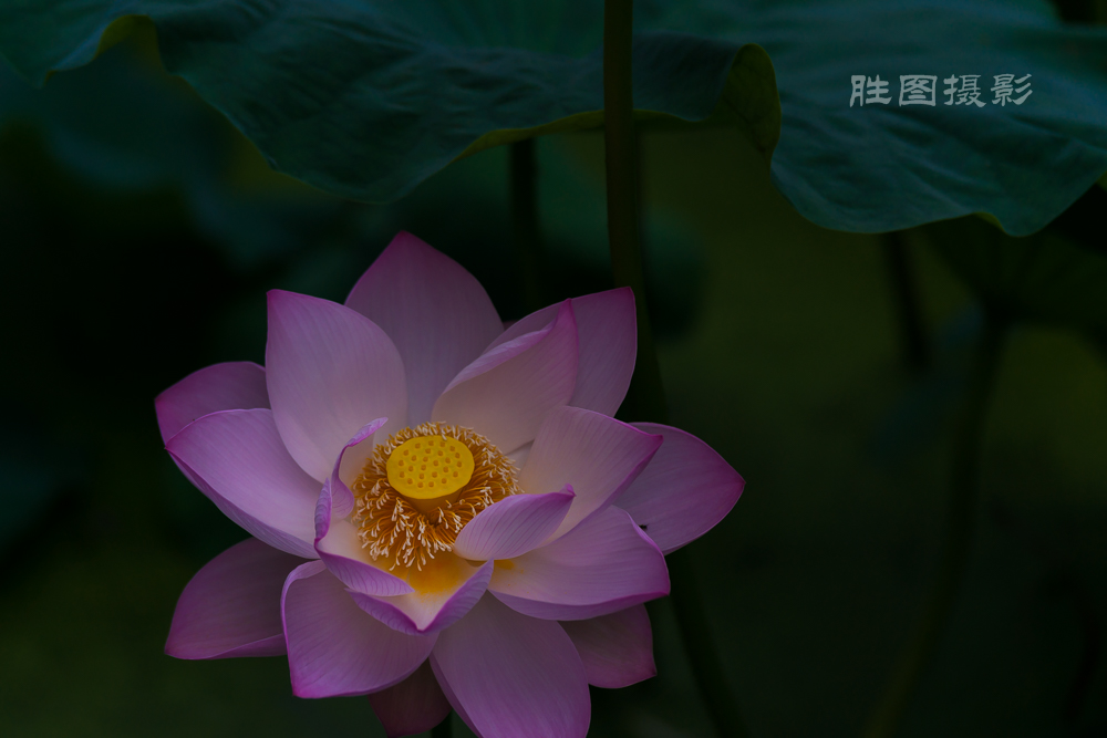 启秀园荷花20150703200 mm1-800 秒 (