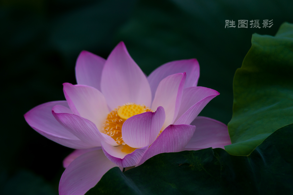 启秀园荷花20150703200 mm1-800 秒 (