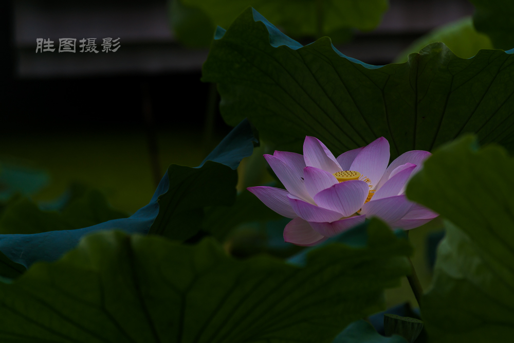 启秀园荷花20150703200 mm1-800 秒 (