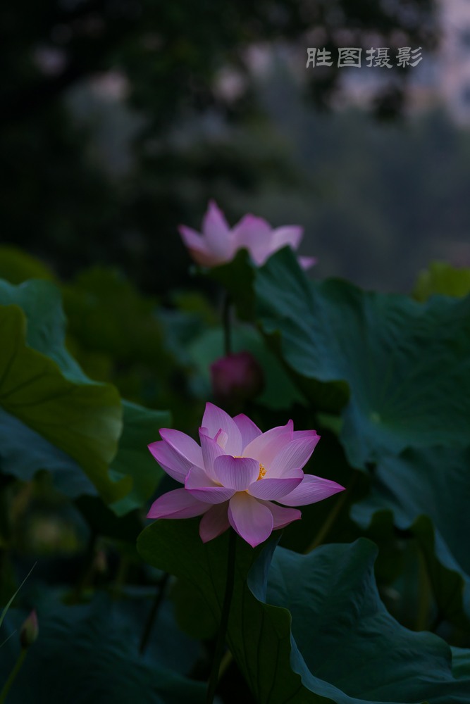 启秀园荷花20150703150 mm1-800 秒 (