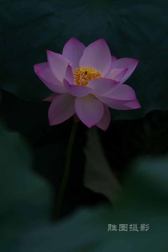 启秀园荷花20150703200 mm1-800 秒 (