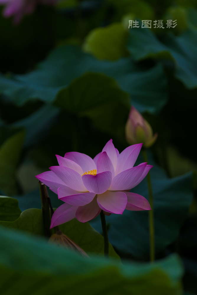 启秀园荷花20150703150 mm1-800 秒 (