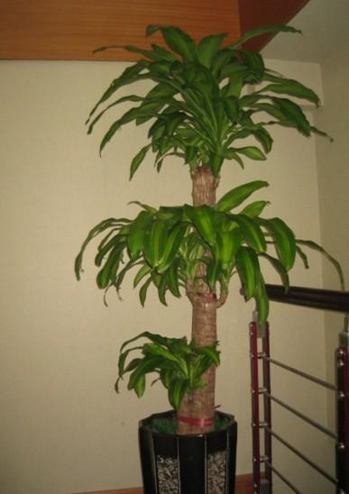 发财树绿植价格 174903havhkdzkcqzyzhv7.jpg