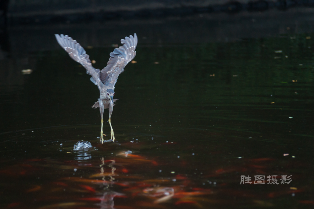 啬园随拍20151-1000 秒 (f - 2.8)-89.jpg