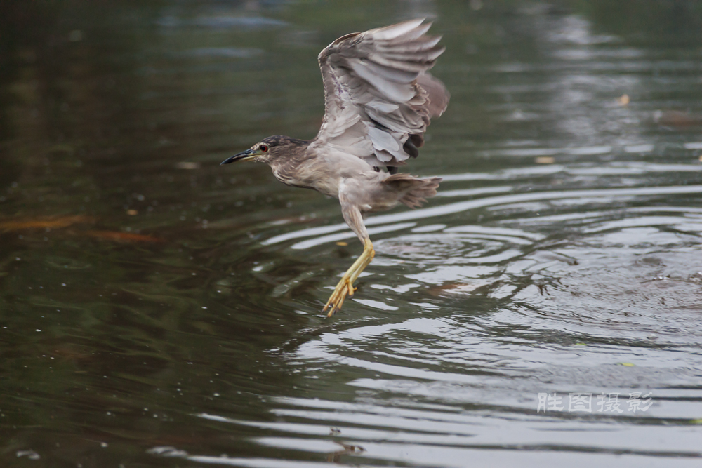 啬园随拍20151-1000 秒 (f - 3.5)-3.jpg