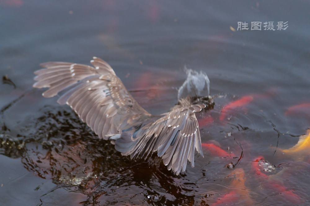 啬园随拍20151-1000 秒 (f - 3.5)-4.jpg