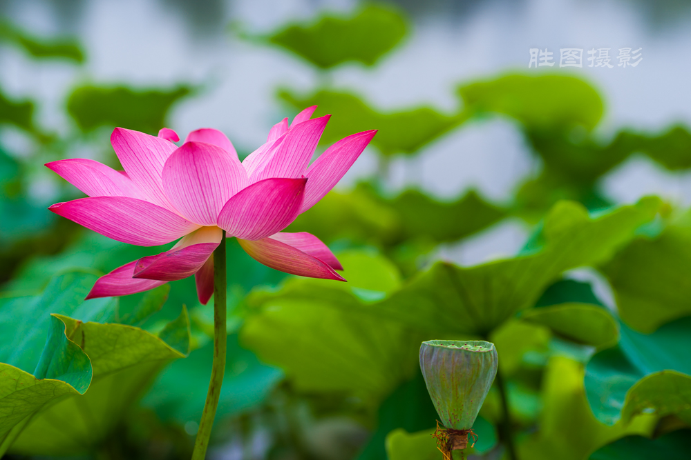 通大荷花20151-200 秒 (f - 5.0)-6.jpg