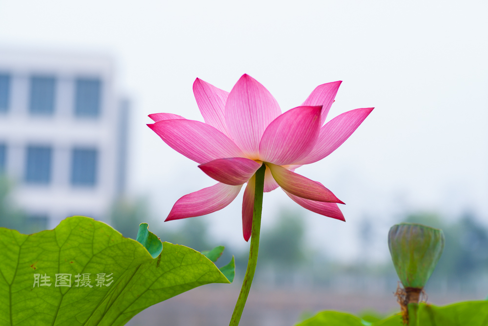 通大荷花20151-250 秒 (f - 5.0)-50.jpg