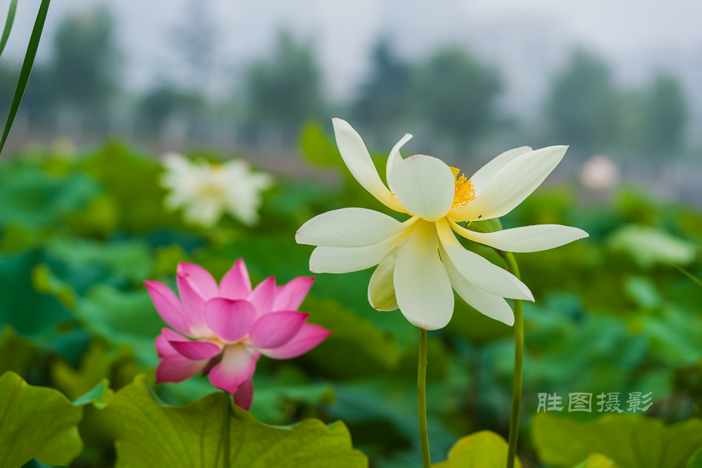 通大荷花20151-400 秒 (f - 3.5)-60.jpg