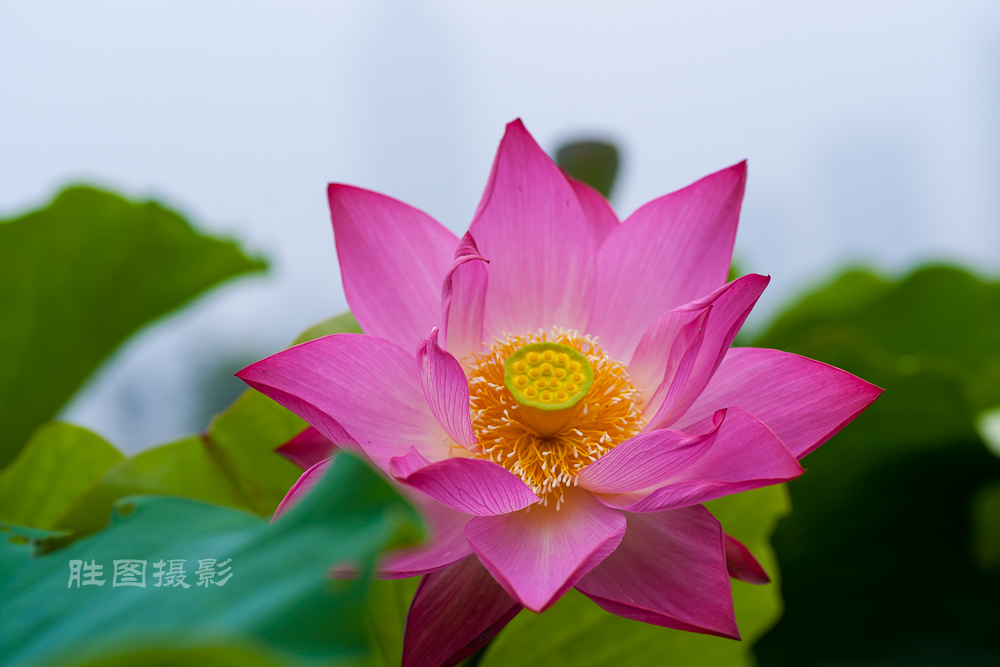 通大荷花20151-400 秒 (f - 5.0)-20.jpg