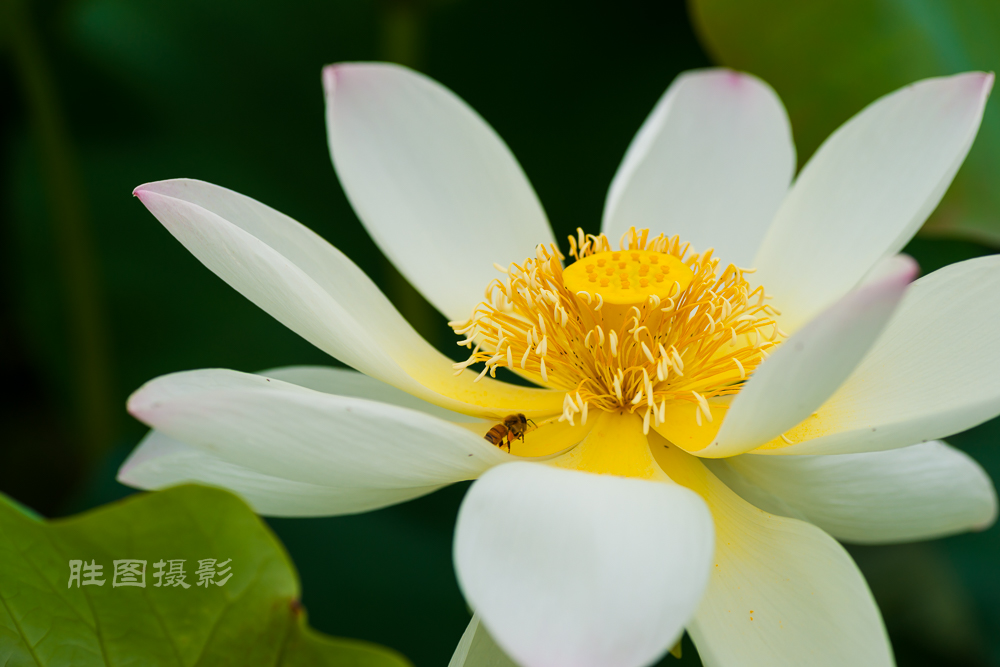 通大荷花20151-500 秒 (f - 5.0)-20.jpg