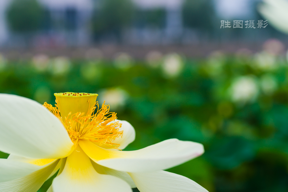 通大荷花20151-500 秒 (f - 5.0)-52.jpg