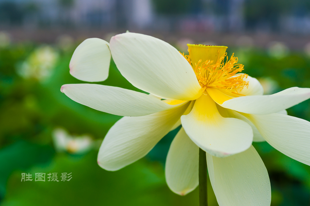 通大荷花20151-500 秒 (f - 5.0)-54.jpg