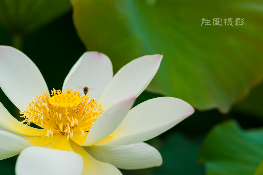 通大荷花20151-500 秒 (f - 5.0)-94.jpg