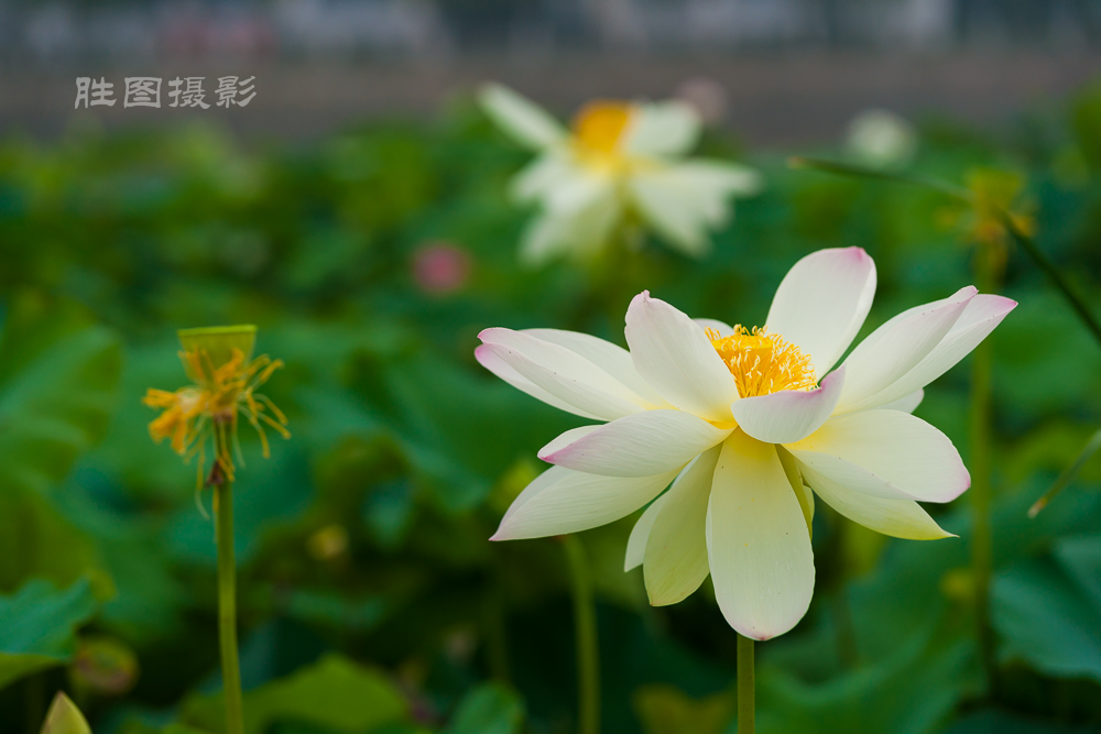 通大荷花20151-1250 秒 (f - 3.5)-75.jpg