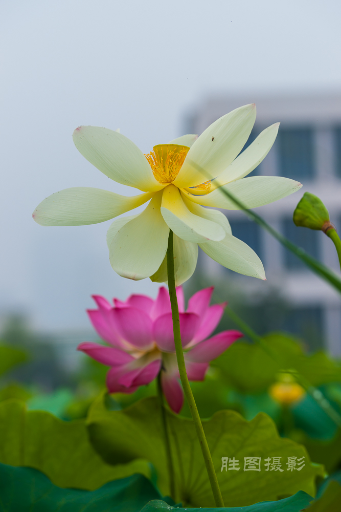 通大荷花20151-400 秒 (f - 3.5)-58.jpg