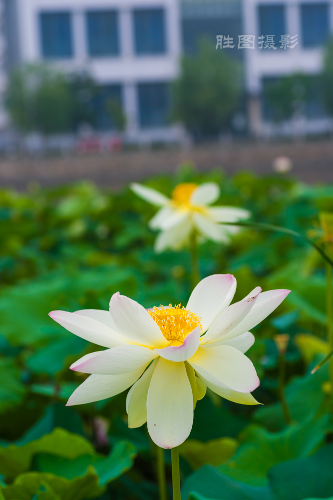 通大荷花20151-500 秒 (f - 5.0)-62.jpg