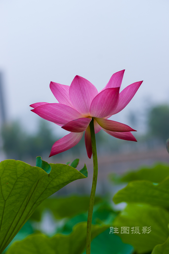 通大荷花20151-500 秒 (f - 5.0)-76.jpg