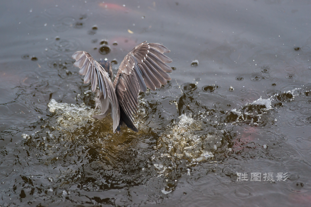 啬园通大荷花20150704200 mm1-1000 秒 (