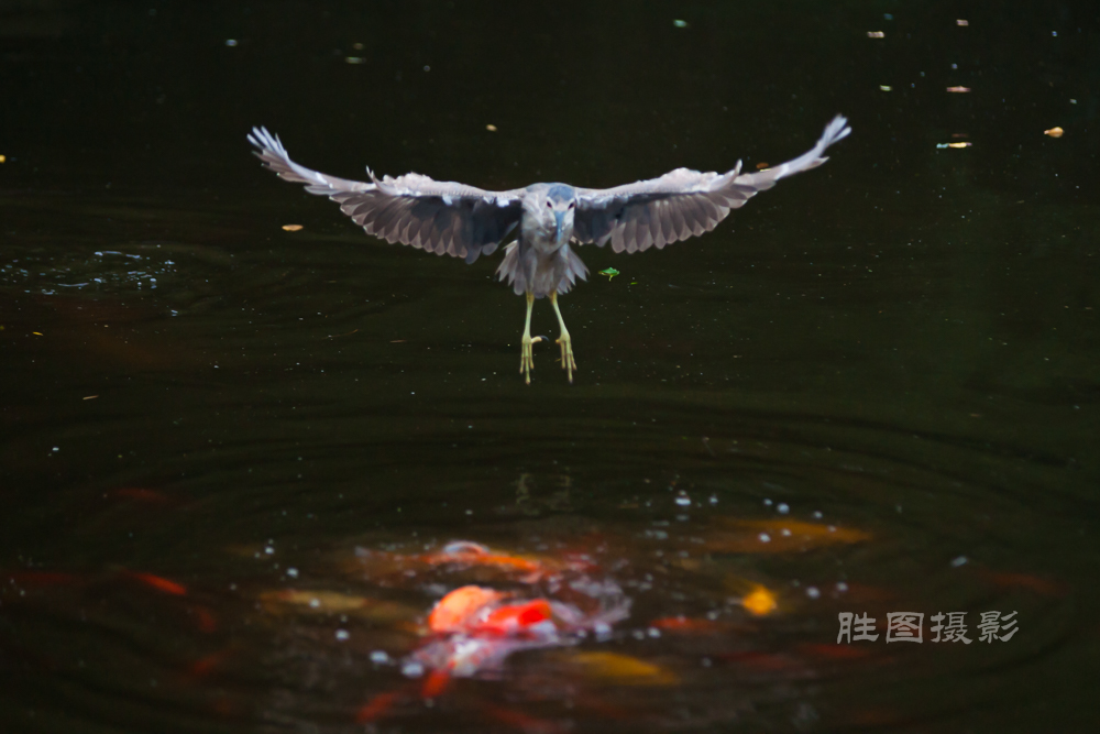 啬园通大荷花20150704140 mm1-1000 秒 (