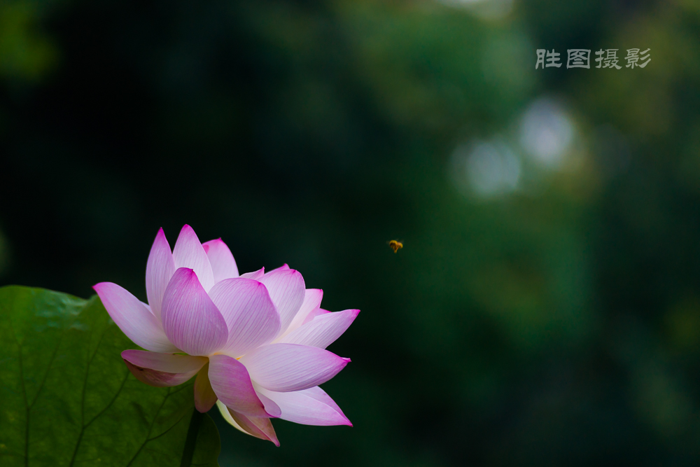 唐闸公园20151-100 秒 (f - 3.2)-25.jpg