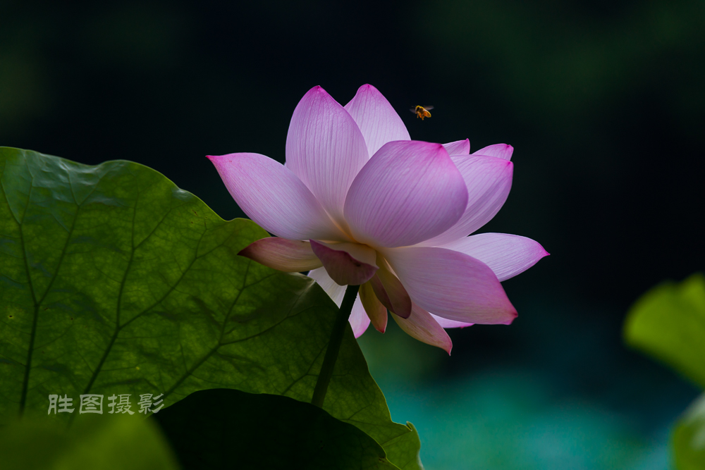 唐闸公园20151-125 秒 (f - 3.2)-40.jpg