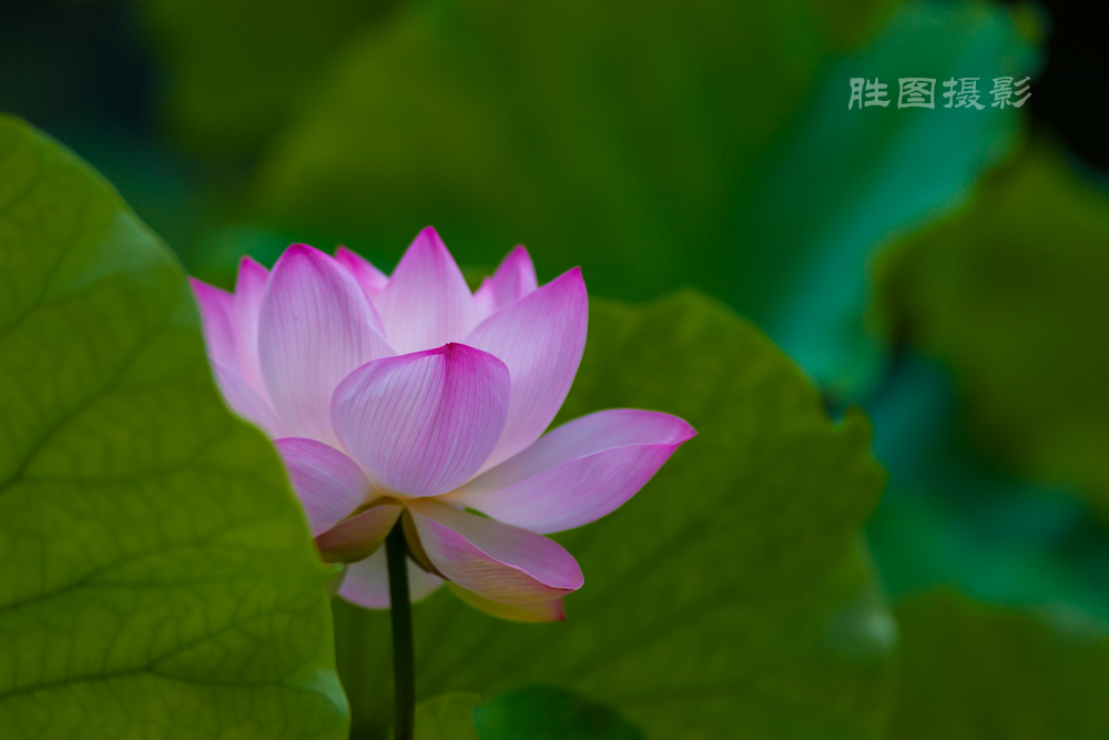 唐闸公园20151-125 秒 (f - 3.2)-71.jpg