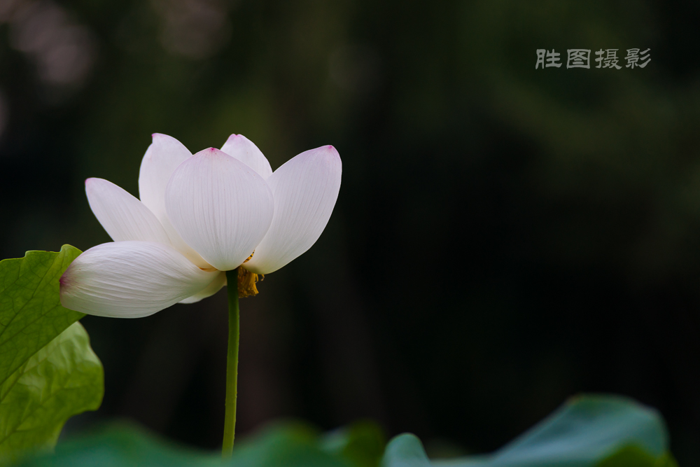 唐闸公园20151-125 秒 (f - 3.2)-91.jpg