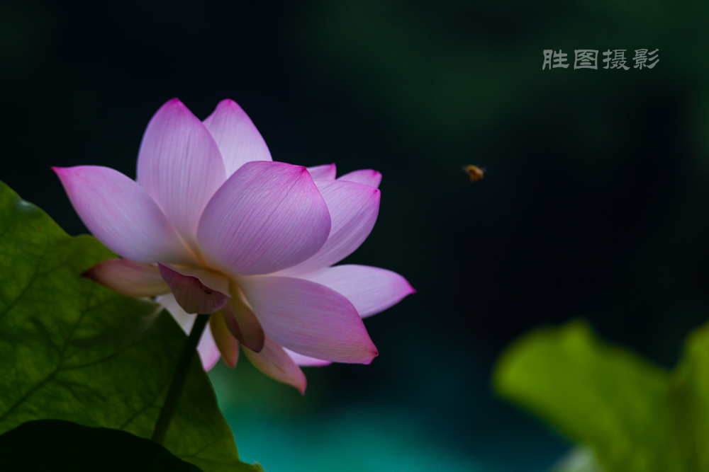 唐闸公园20151-125 秒 (f - 3.2)-95.jpg