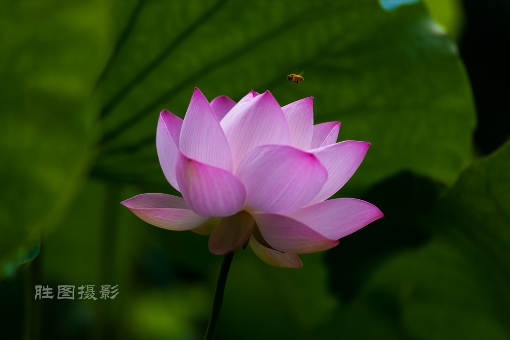 唐闸公园20151-320 秒 (f - 3.5)-38.jpg