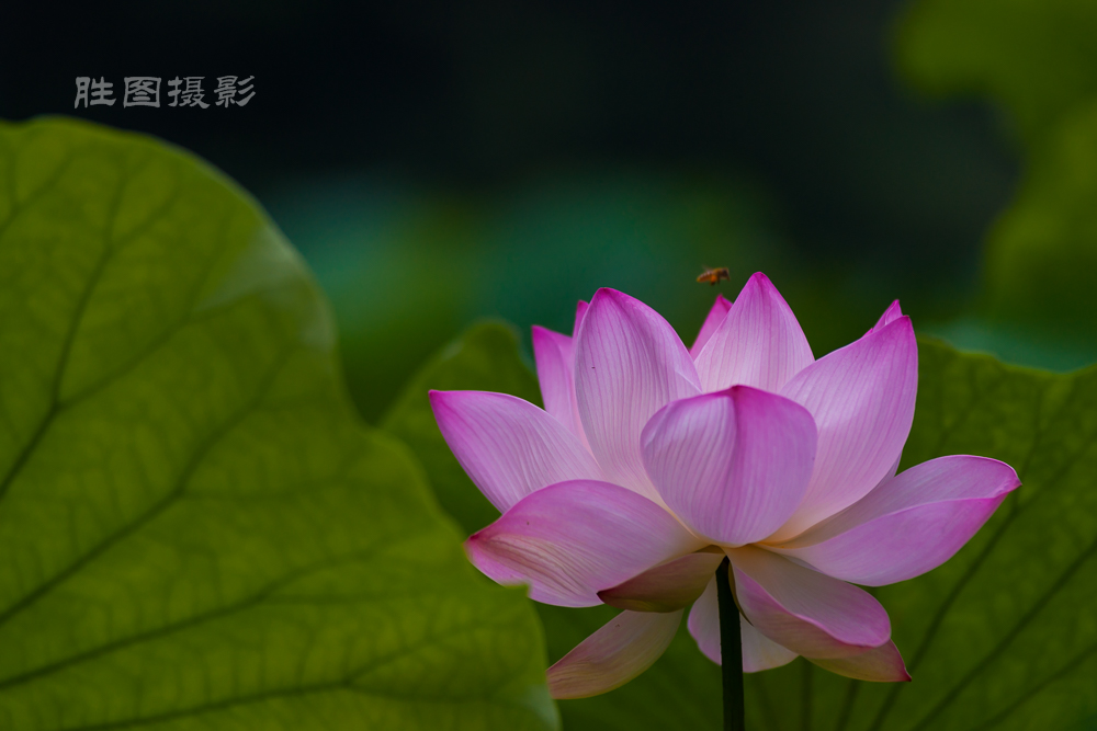 唐闸公园20151-400 秒 (f - 3.5)-13.jpg