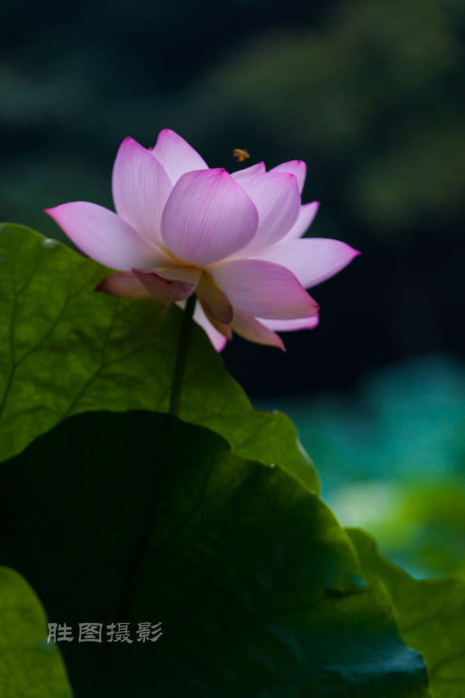 唐闸公园20151-125 秒 (f - 3.5)-23.jpg